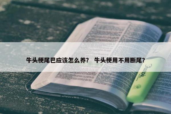 牛头梗尾巴应该怎么养？ 牛头梗用不用断尾？