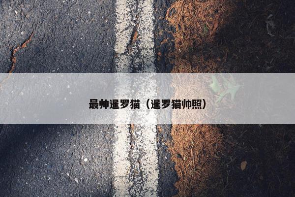最帅暹罗猫（暹罗猫帅照）