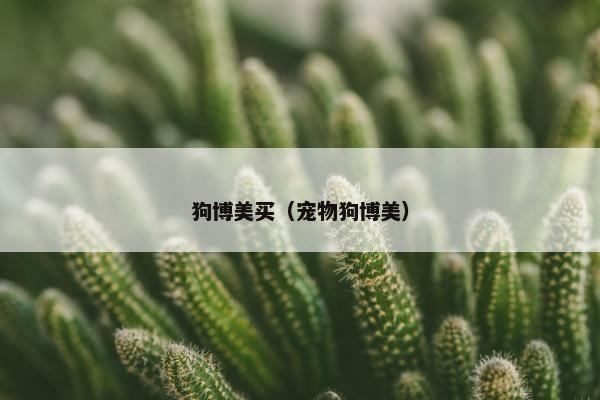 狗博美买（宠物狗博美）