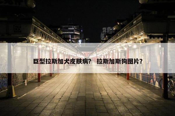 巨型拉斯加犬皮肤病？ 拉斯加斯狗图片？