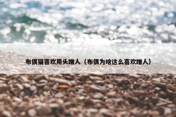 布偶猫喜欢用头蹭人（布偶为啥这么喜欢蹭人）