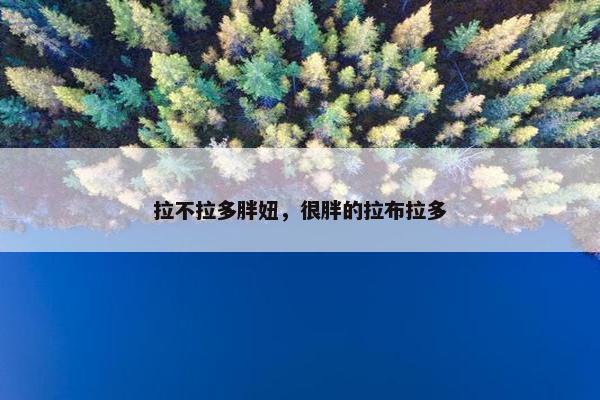 拉不拉多胖妞，很胖的拉布拉多