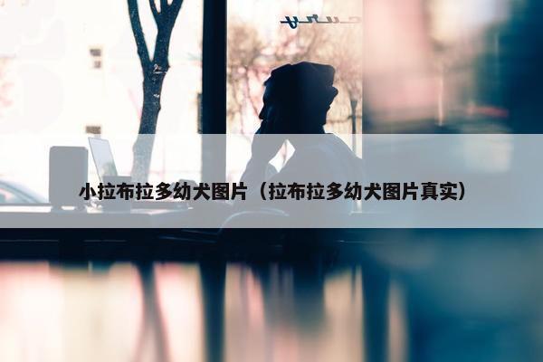 小拉布拉多幼犬图片（拉布拉多幼犬图片真实）
