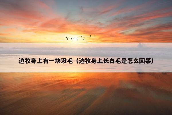 边牧身上有一块没毛（边牧身上长白毛是怎么回事）