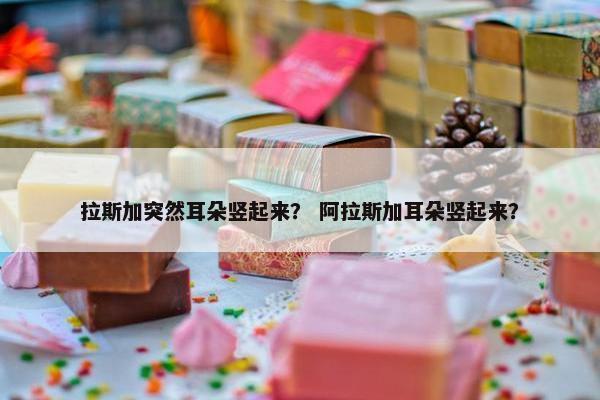 拉斯加突然耳朵竖起来？ 阿拉斯加耳朵竖起来？