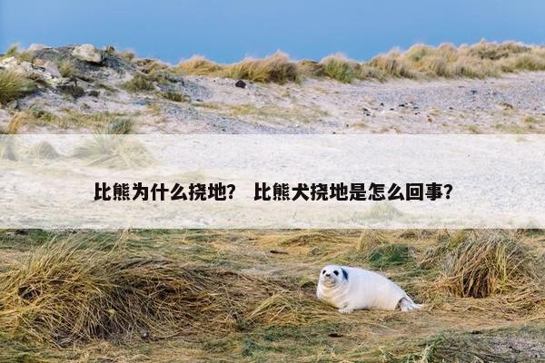 比熊为什么挠地？ 比熊犬挠地是怎么回事？