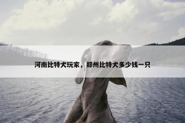 河南比特犬玩家，郑州比特犬多少钱一只