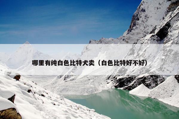 哪里有纯白色比特犬卖（白色比特好不好）