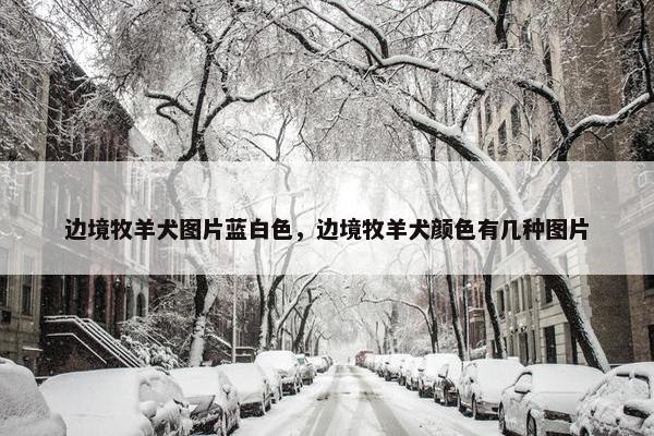 边境牧羊犬图片蓝白色，边境牧羊犬颜色有几种图片