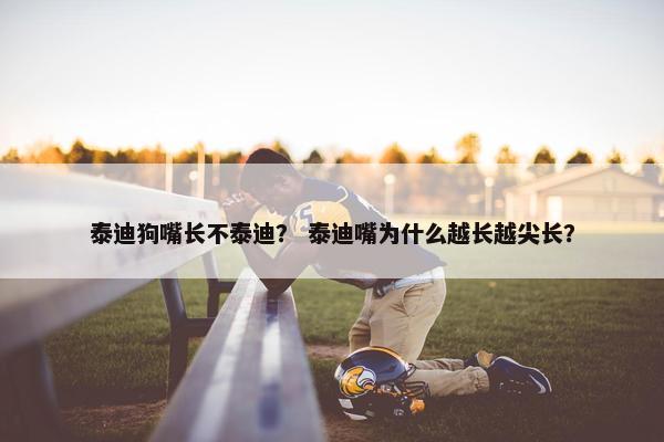 泰迪狗嘴长不泰迪？ 泰迪嘴为什么越长越尖长？