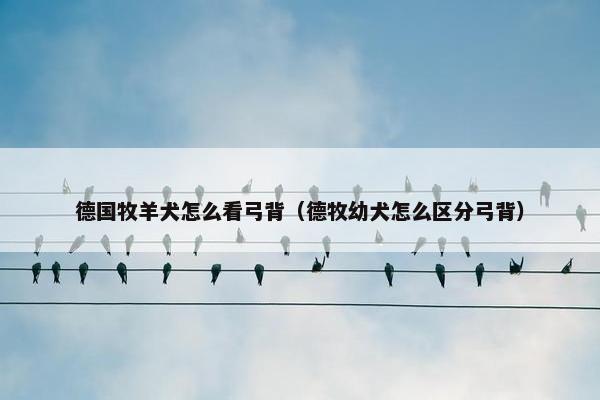 德国牧羊犬怎么看弓背（德牧幼犬怎么区分弓背）