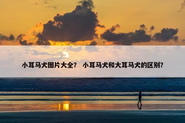 小耳马犬图片大全？ 小耳马犬和大耳马犬的区别？