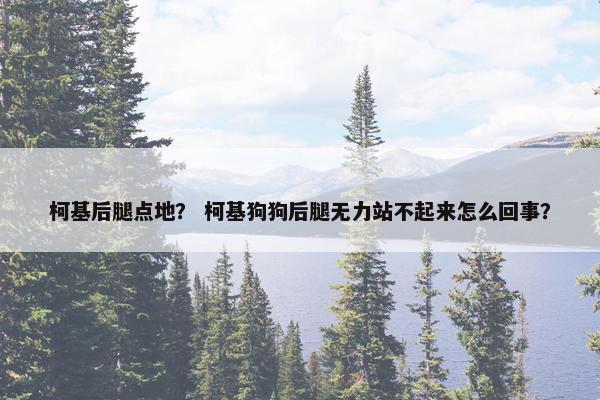 柯基后腿点地？ 柯基狗狗后腿无力站不起来怎么回事？
