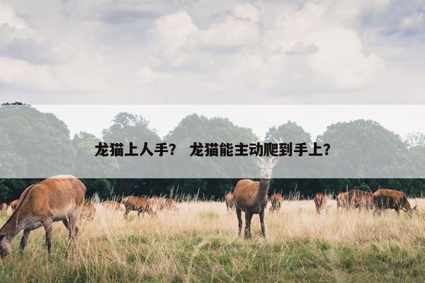 龙猫上人手？ 龙猫能主动爬到手上？