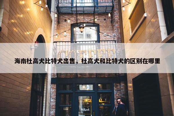 海南杜高犬比特犬出售，杜高犬和比特犬的区别在哪里