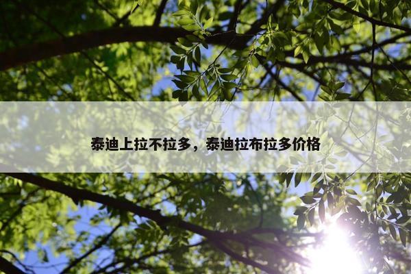 泰迪上拉不拉多，泰迪拉布拉多价格