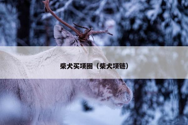 柴犬买项圈（柴犬项链）