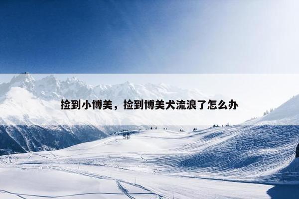 捡到小博美，捡到博美犬流浪了怎么办