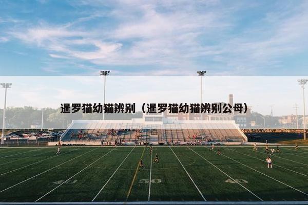 暹罗猫幼猫辨别（暹罗猫幼猫辨别公母）