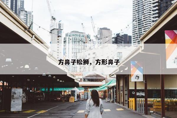 方鼻子松狮，方形鼻子