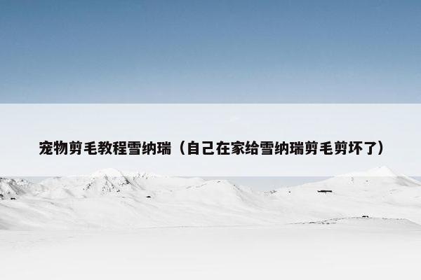 宠物剪毛教程雪纳瑞（自己在家给雪纳瑞剪毛剪坏了）