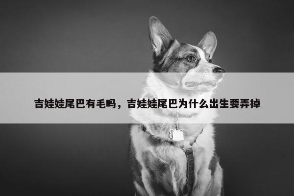 吉娃娃尾巴有毛吗，吉娃娃尾巴为什么出生要弄掉