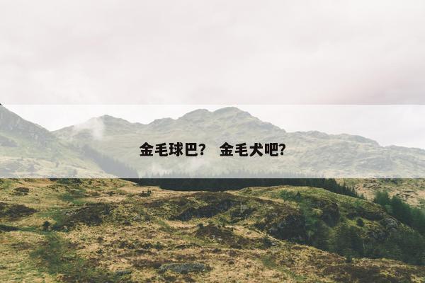 金毛球巴？ 金毛犬吧？