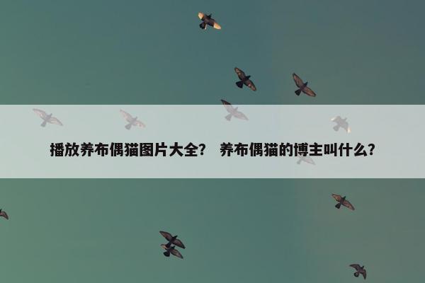 播放养布偶猫图片大全？ 养布偶猫的博主叫什么？