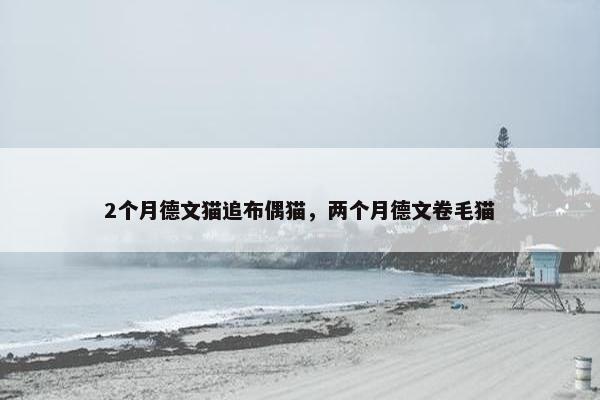 2个月德文猫追布偶猫，两个月德文卷毛猫