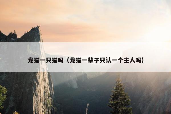 龙猫一只猫吗（龙猫一辈子只认一个主人吗）
