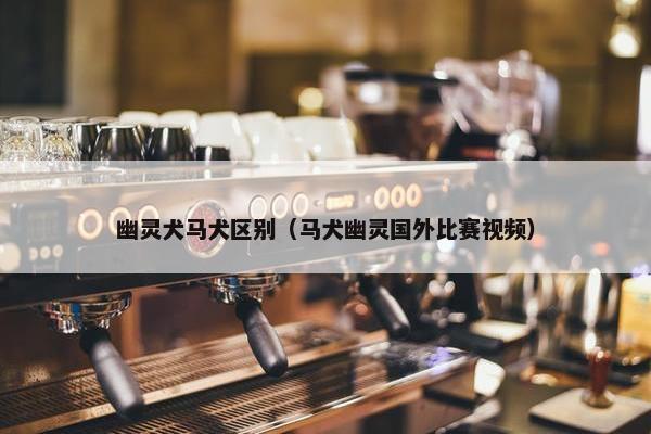 幽灵犬马犬区别（马犬幽灵国外比赛视频）