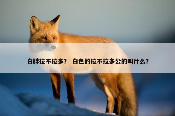 白胖拉不拉多？ 白色的拉不拉多公的叫什么？