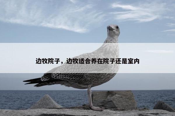 边牧院子，边牧适合养在院子还是室内