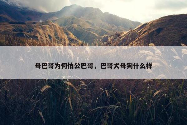 母巴哥为何怕公巴哥，巴哥犬母狗什么样