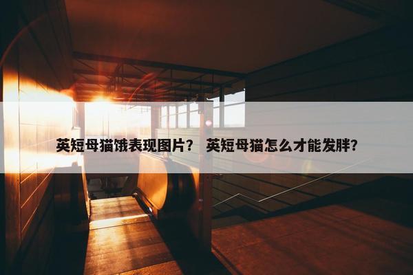 英短母猫饿表现图片？ 英短母猫怎么才能发胖？