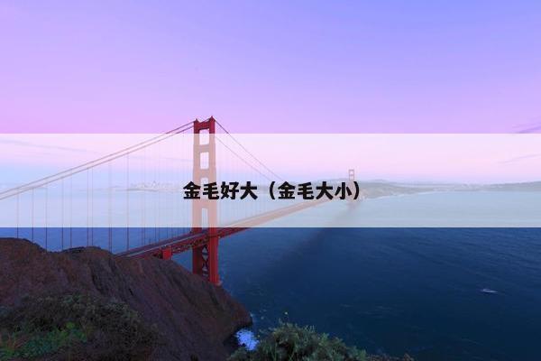 金毛好大（金毛大小）