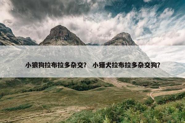 小狼狗拉布拉多杂交？ 小猎犬拉布拉多杂交狗？