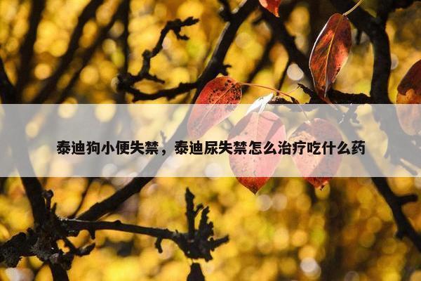 泰迪狗小便失禁，泰迪尿失禁怎么治疗吃什么药