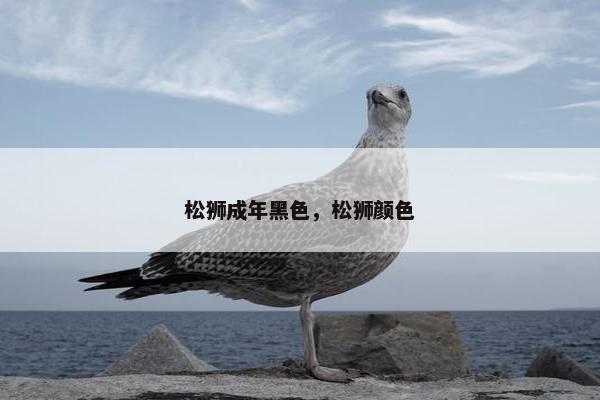 松狮成年黑色，松狮颜色