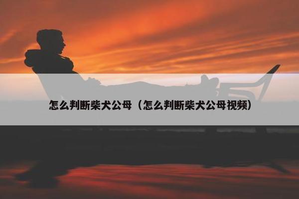 怎么判断柴犬公母(怎么判断柴犬公母视频)