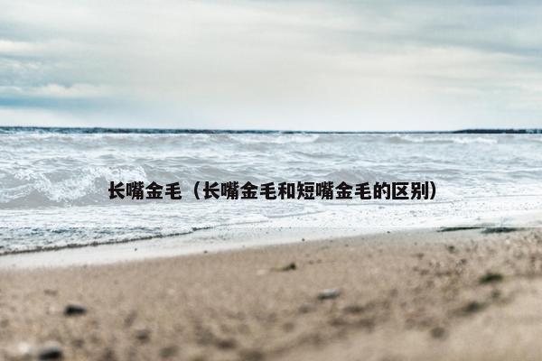 长嘴金毛（长嘴金毛和短嘴金毛的区别）