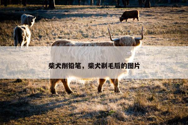 柴犬削铅笔，柴犬剃毛后的图片