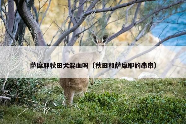 萨摩耶秋田犬混血吗(秋田和萨摩耶的串串)