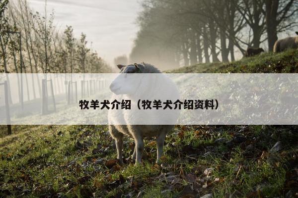 牧羊犬介绍（牧羊犬介绍资料）