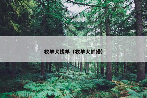 牧羊犬找羊（牧羊犬捕猎）