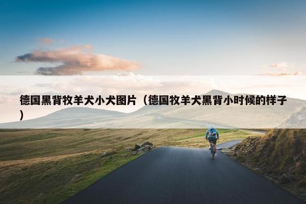 德国黑背牧羊犬小犬图片（德国牧羊犬黑背小时候的样子）