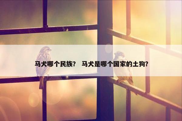 马犬哪个民族？ 马犬是哪个国家的土狗？