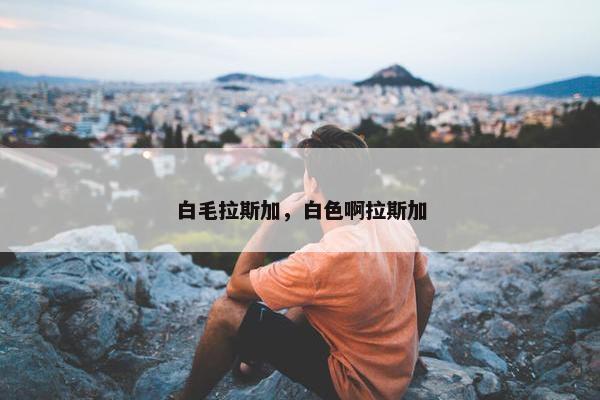 白毛拉斯加，白色啊拉斯加