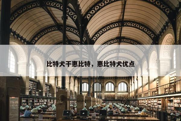 比特犬干惠比特，惠比特犬优点
