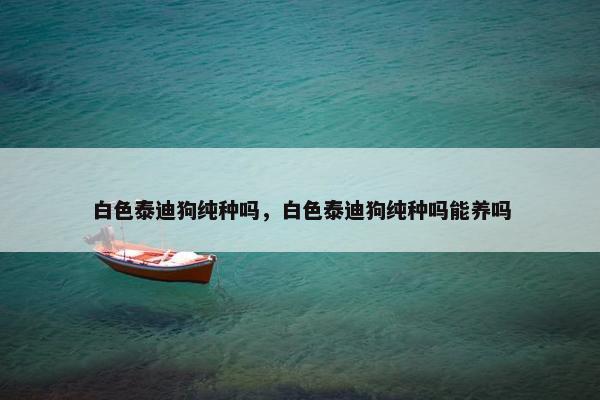 白色泰迪狗纯种吗，白色泰迪狗纯种吗能养吗
